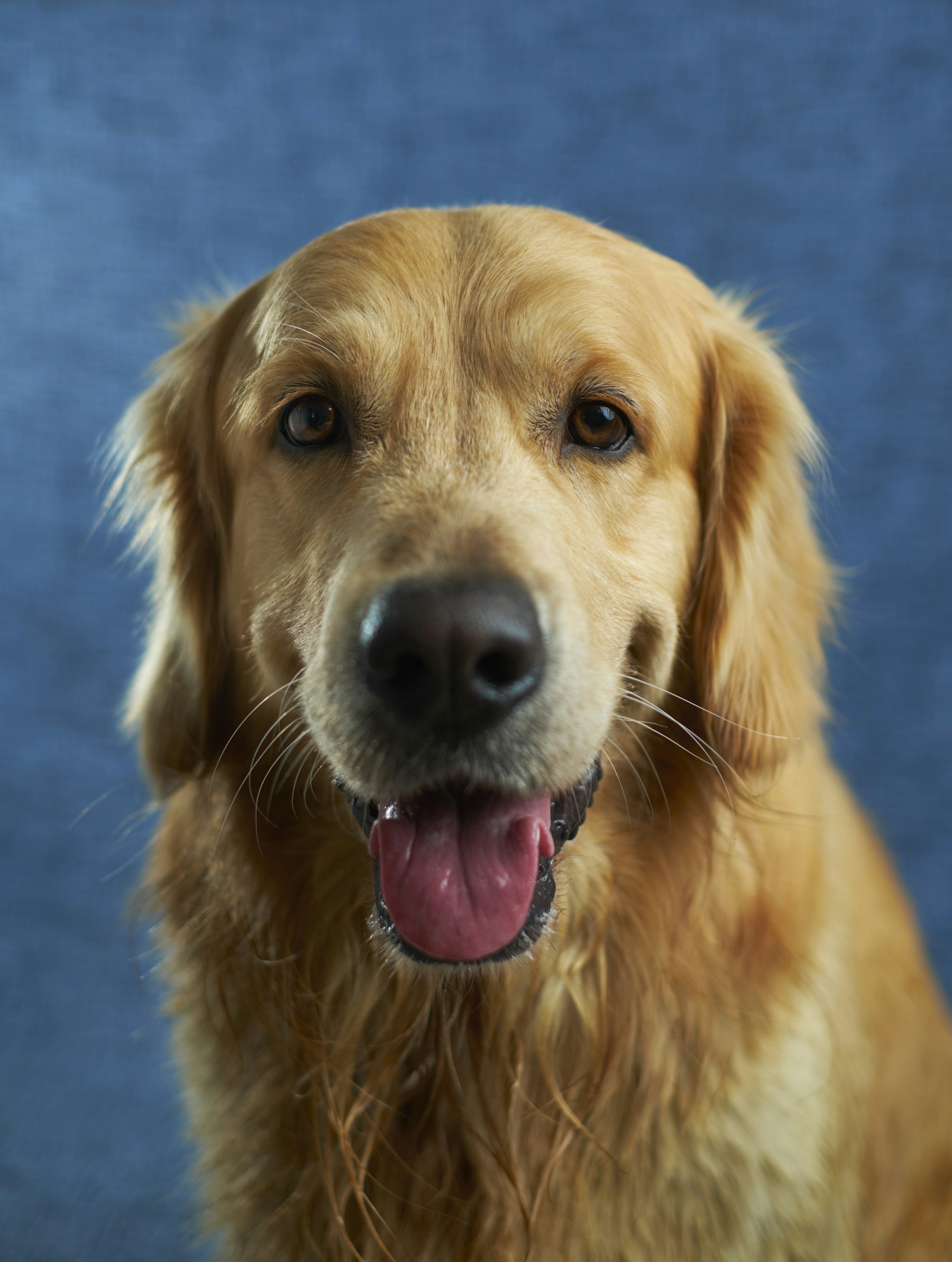 Happy dog outdoors wearing a collar